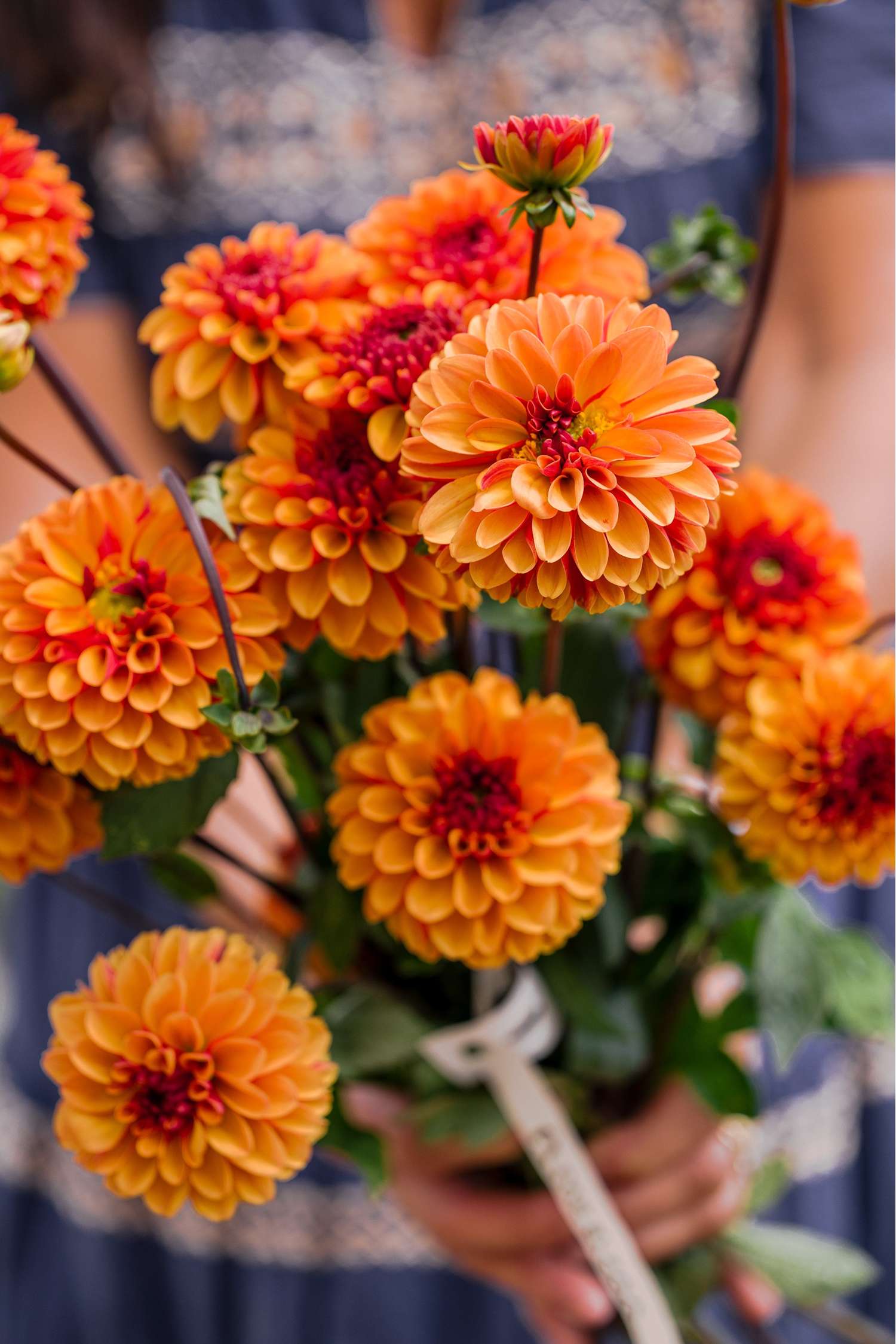 Daalia 'American Sunset'